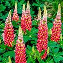 Egrow 100pcs Mix Color Lupine Bonsai Plants Seeds Annual Succulent Groundcover Flower Bonsais Potted Planting For Home Garden
