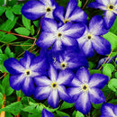 Egrow 100 Pcs/Pack Climbing Clematis Bonsai Seeds Perennial Courtyard Bonsai Flower Plants for Home Garden