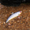 ZANLURE 5pcs/set 35g 5.5cm Winter Ice Fishing Lure 3D Eyes Carp Fly Hard Bait Lure