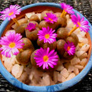Egrow 100Pcs/Bag Purple Succulents Lithops Seed Garden Planting Office Balcony Decoration Flowers