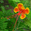 Egrow 15Pcs/pack Caesalpinia Pulcherrima Tree Seeds Perennial Greening Plants Seeds