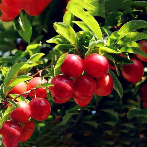 Egrow 10Pcs/Bag Cherry Seeds Rosaceae Cherry Plum Shrub Prunus Cerasifera Bonsai Ornamental Plants
