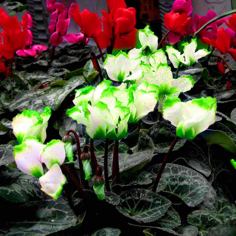 Egrow 100Pcs/Pack Cyclamen Seeds Green Edge White Cyclamen Flower Bonsai Perennial Flowering Plants Cyclamen