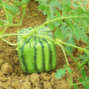 Egrow 30Pcs/Pack Square Watermelons Seeds Home Garden Simple Geometric Sweet Fruit Plants