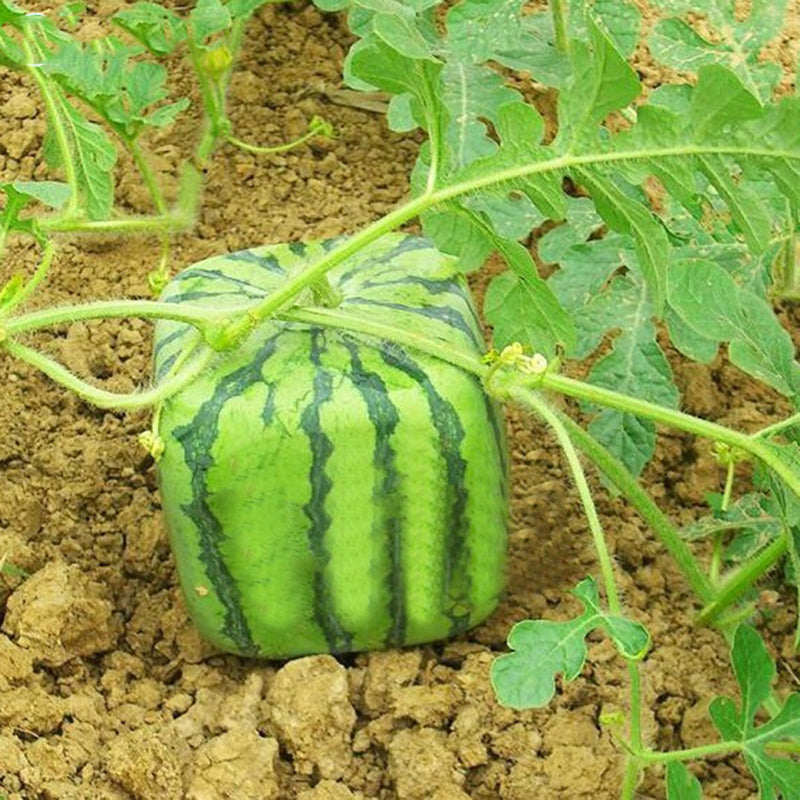 Egrow 30Pcs/Pack Square Watermelons Seeds Home Garden Simple Geometric Sweet Fruit Plants