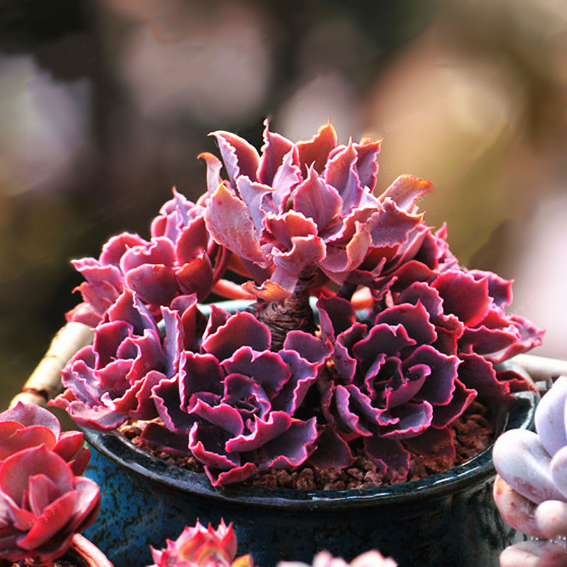 Egrow 100Pcs/Pack Echeveria Succulent Seeds Garden Planting Rare Lithops Plant Bonsai Flower Seed