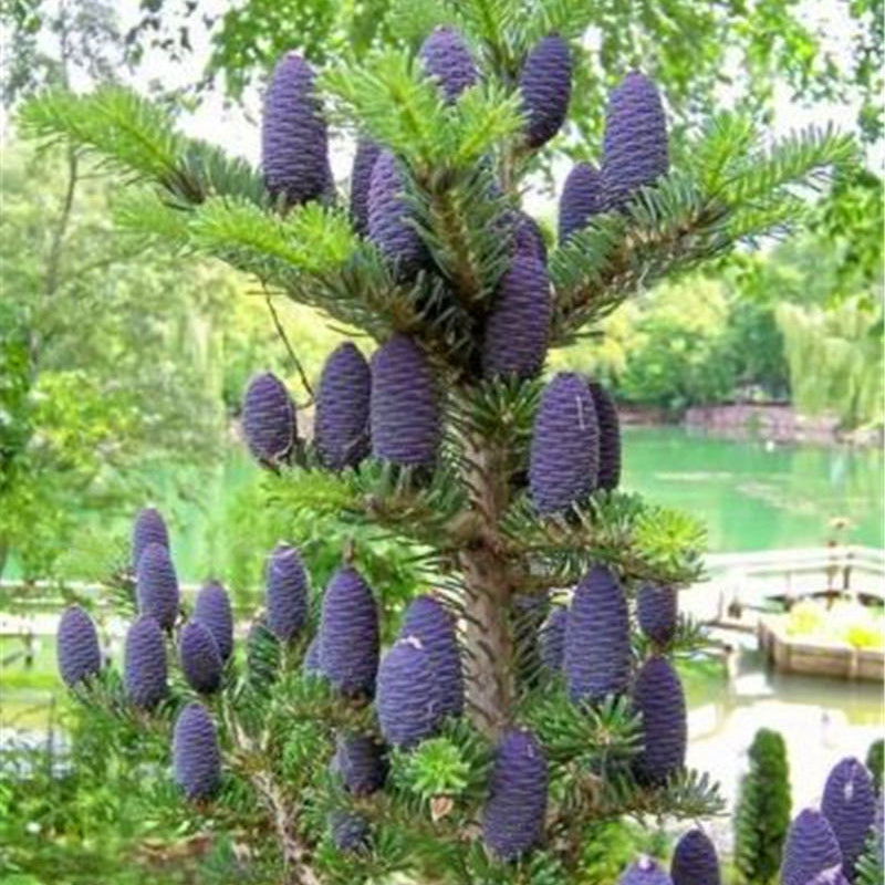 Egrow 50 Pcs/Pack Fir Abies Seeds Nordmann Fir Christmas Tree Conifer Tree Flower House Garden Bonsai Plants Flower Pot