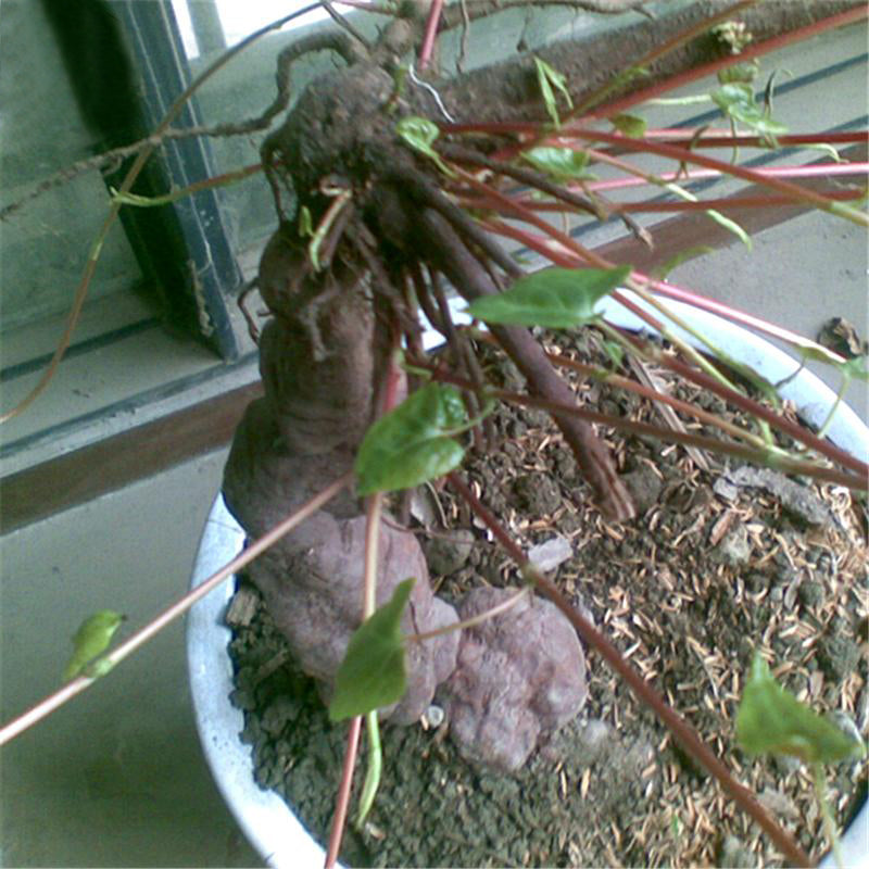 Egrow 50 Pcs/Pack Polygonum Multiflorum Seeds Real Polygonum Multiflorum Semente Plant Herb