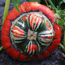 Egrow 20 Pcs/Pack Pumpkin Seeds Home Grown Decorative Pumpkin Bonsai Heirloom Vegetable Bonsai Pumpkin Bonsai Garden Plant