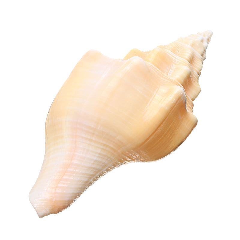 Large 17-20cm Natural Conch Shells Coral Sea Snail Fish Tank Home Ornament Decorations