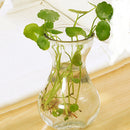 Mrosaa 14.5*7.3*5.5cm Transparent Glass Vase Flower Plant Vases Home Garden Office Decorations