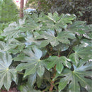 Egrow 240 Pcs/Pack Fatsia Japonica Tree Seeds Fatsia Japonica Tree Semente Plant Shrub Tree