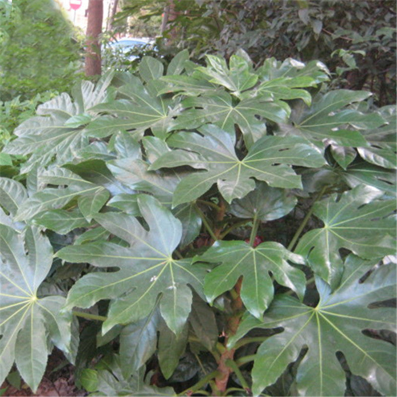 Egrow 240 Pcs/Pack Fatsia Japonica Tree Seeds Fatsia Japonica Tree Semente Plant Shrub Tree