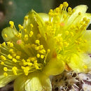 Egrow 100 Pcs/Pack Cacyus Seeds Ball Cactus Garden Rare Succulent Plant Plantas Bonsai Celestial Flower Pot Planters Flores