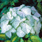 Egrow 100Pcs Hosta Plants Seeds Garden Perennial Green Plants Plantain Lily Flower Seeds Mixed Color