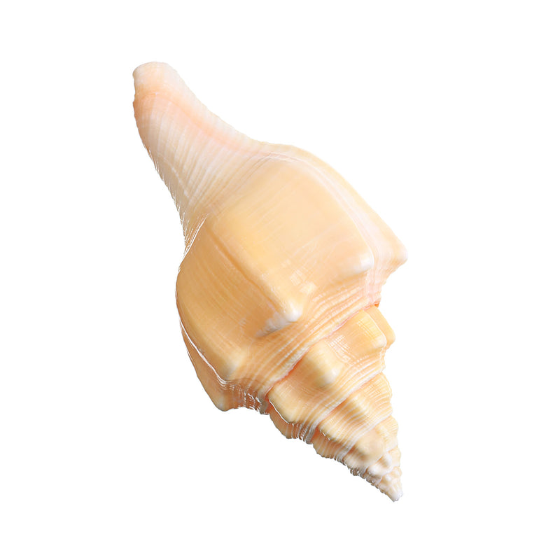 Large 17-20cm Natural Conch Shells Coral Sea Snail Fish Tank Home Ornament Decorations