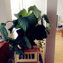 Egrow 100 Pcs/Pack Calathea Seeds Rare Calathea Bonsai Air Freshening Plants High Humidity Office Desk Bonsai for Flower Pot Planters