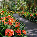 Egrow 100 Pcs/Pack Potted Clivia Seeds Miniata Plant Gorgeous Bonsai Rare Bush Lily Flower Bonsai DIY Home Garden