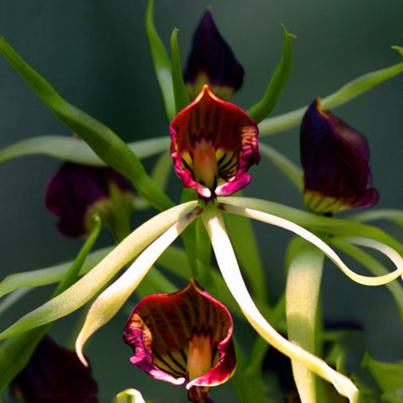 Egrow 100Pcs/Pack Orchid Seeds Yellow Octopus Orchid Rare Flower Bonsai For Home Garden Planting Flowering Plants