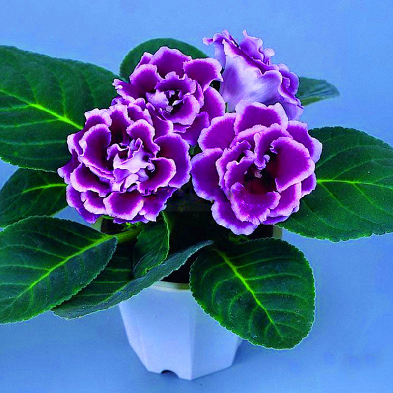 Egrow 100PCS/Pack Gloxinia Seeds 9 Colors Gloxinia Garden Perennial Flowering Plants Sinningia Speciosa Bonsai