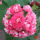 Egrow 20Pcs/Pack Geranium Seeds Pelargonium Flower Seeds Garden Potted Plants