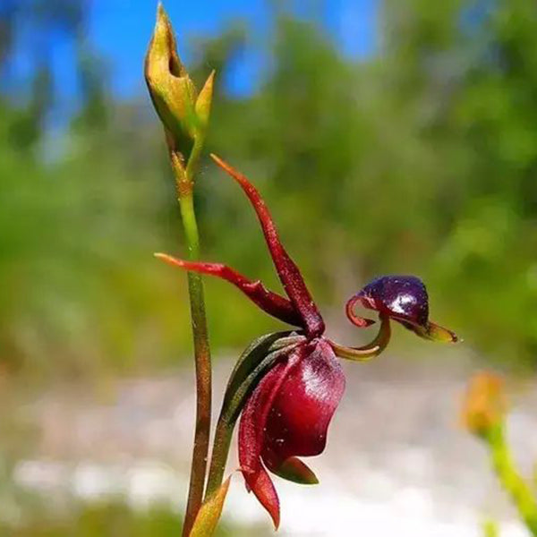 Egrow 100Pcs/Pack Caleana Major Flying Duck Orchid Seeds Garden Potted Decor Flowers Plants Seeds
