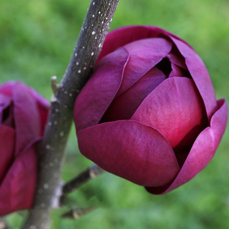 Egrow 10Pcs/Bag Magnolia Seeds Deep Purple Black Magnolia Yulan Tree Flower Tulip Tree Seeds