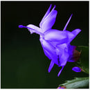 Egrow 20PCS/Pack Zygocactus Truncatus Seeds Schlumbergera Plants Easy To Grow Indoor Potted Plants