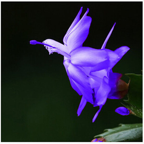 Egrow 20PCS/Pack Zygocactus Truncatus Seeds Schlumbergera Plants Easy To Grow Indoor Potted Plants