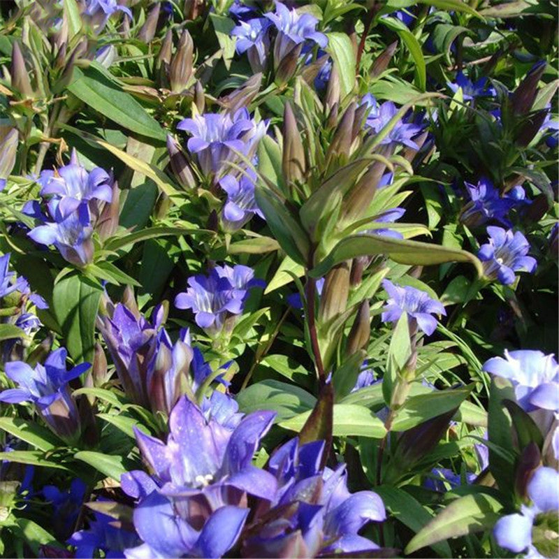 Egrow 100 Pcs/Pack Gentiana Scabra Seeds Gentiana Scabra Plant Elephantopus Scaber Flower Seeds