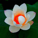 Egrow Lotus Flower Seeds Aquatic Plants Bonsai Lotus Seeds Perennial Plant for Home Garden