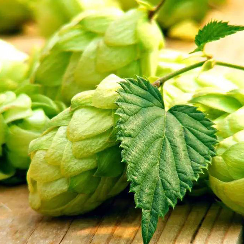Egrow 100Pc/sPack Hops Seeds Humulus Lupulus Brewing Beer Plant Tea Herb Brew German Magnum