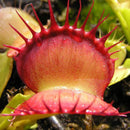 Egrow 100Pcs/Pack Catchfly Potted Plant Seeds Garden Venus Fly Trap Insectivorous Plant