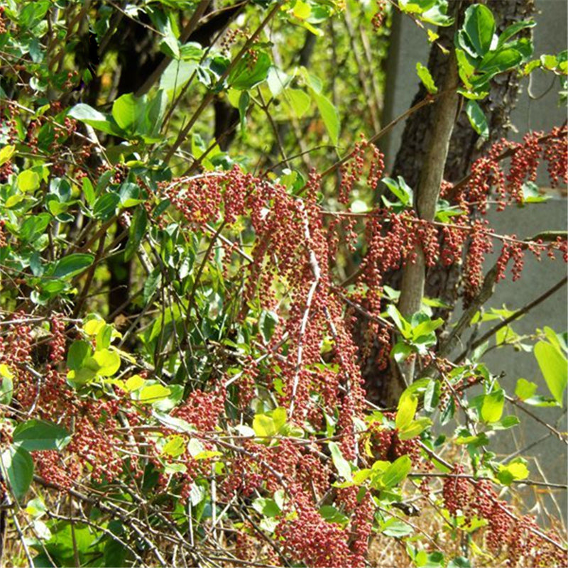 Egrow 30 Pcs/Pack Coriaria Seeds Coriaria Nepalensis Tree Plant Home Garden Plant