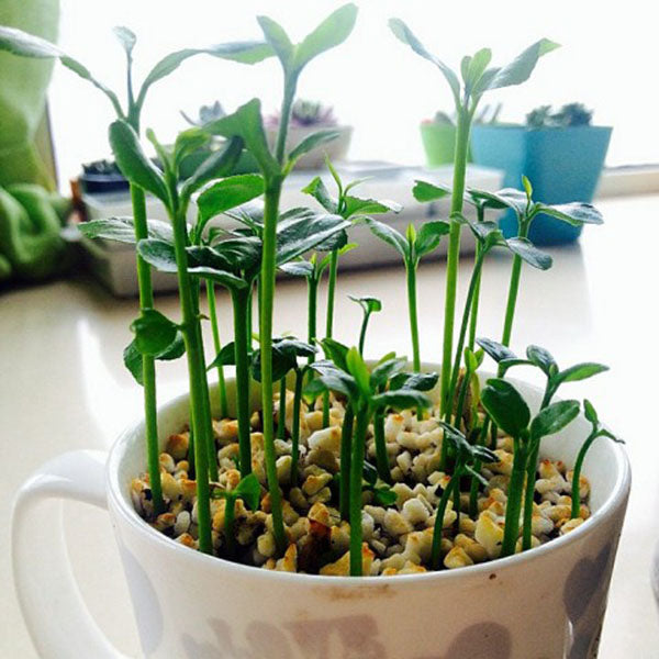 Egrow 20 Pcs/Pack Edible Yellow Lemon Seed Citrus Bonsai Home Garden Fresh Lemon Fruit Tree Seeds