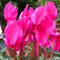 Egrow 100 Pcs/Pack Cyclamen Seeds Cyclamen Bonsai Cyclamen Floreslings Plants Primrose Flowers Garden