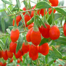 Egrow 100 Pcs/Pack Wolfberry Seeds Outdoor Wolfberry Organic Heirloom Fruit For Garden DIY Lycium Chinense Herb Plant Medlar