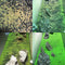 Egrow  Aquatic Double Leaf Plant Seeds Aquarium Plant Seeds Aquarium Fish Tank Decor