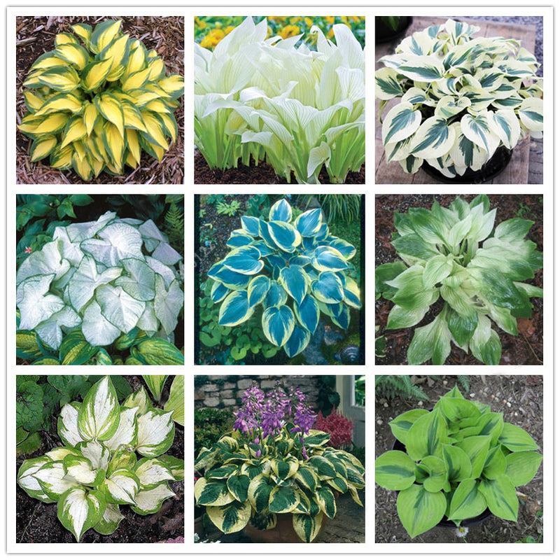 Egrow 100Pcs Plantain Lily Flower Seeds Green Yellow Hosta Plants Seeds Garden Perennial Plant