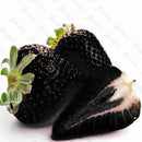 Egrow 200 PCS Black Strawberry Seeds Fresh Exotic Tasty Fruit Potted Seed Garden Bonsai Plant