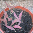 Egrow 200Pcs/Pack Christia Vespertilionis Seeds Mixed Bonsai Flowers Christia Vespertilionis Patio Garden Potted Ornamental Plants Bat Grass