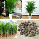 Egrow 5Pcs/Pack Indoor Palm Tree Seeds Chrysalidocarpus Lutescens Areca Plants Bonsai Home Decor Air Plants