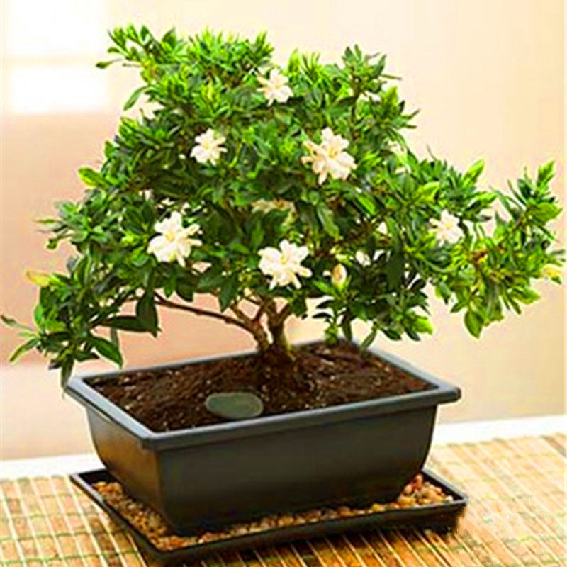 Egrow 100Pcs/Pack Gardenia Seeds DIY Home Garden Potted Bonsai Amazing Smell & Beautiful Flowers Plant for Room