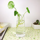 Cylinder Shaped Hydroponic Plants Glass Bottle Vase  Home Garden Wedding Party Decoration