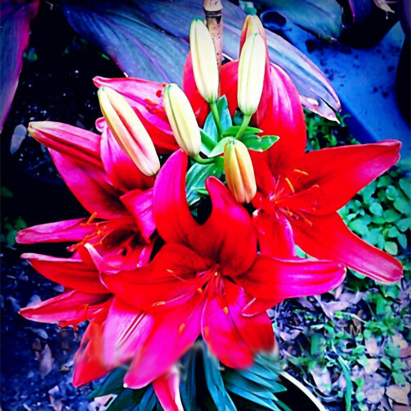 Egrow 100 PCS Perfume Liliy Seeds Cheap Perfume Lilies Seeds, Rare Color Flower Garden Plant