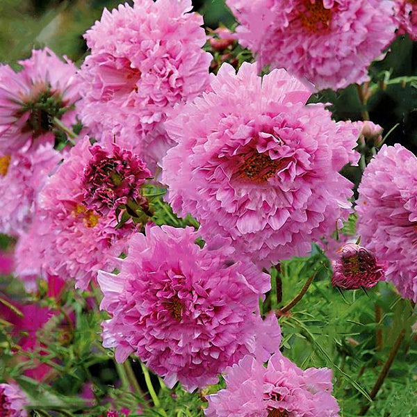 Egrow 100Pcs/Pack Chrysanthemum Seeds Double Cosmos Perennial Flower Seeds Bonsai Plants