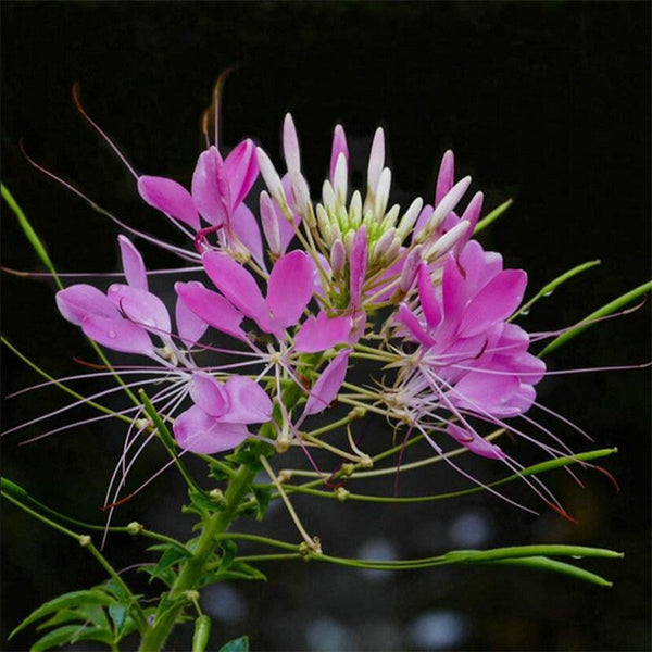 Egrow 100 Pcs/Pack Spiderflowe Seeds Bonsais Balcony Garden Greening Project Greening Bonsais Planting Potted Plants