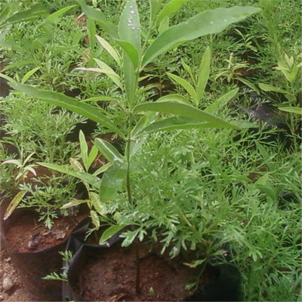 Egrow 20 Pcs/Pack Sandalwood Seeds Sandalwood Tree Santalum Album Rare Sanders