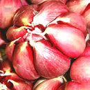 Egrow 100 Pcs/Bag Multi-petals Red Garlic Seeds Organic Vegetable Kitchen Food Seasoning Home Bonsai