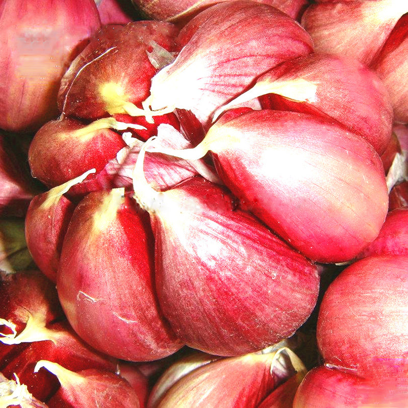 Egrow 100 Pcs/Bag Multi-petals Red Garlic Seeds Organic Vegetable Kitchen Food Seasoning Home Bonsai